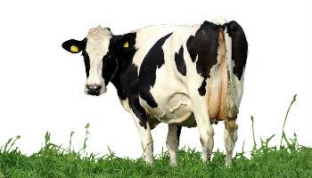 Wat is bovine colostrum