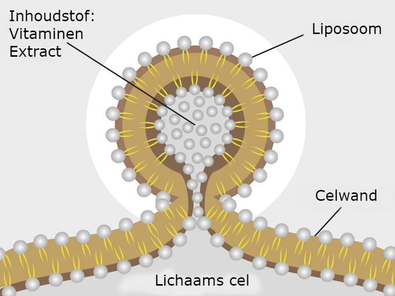 afbeelding opname liposomale voedingssupplementen