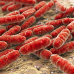 Wat is lab4-probiotica