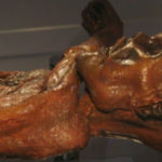 De darmflora van Ötzi