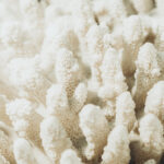 Sango koraal, doen of niet doen?