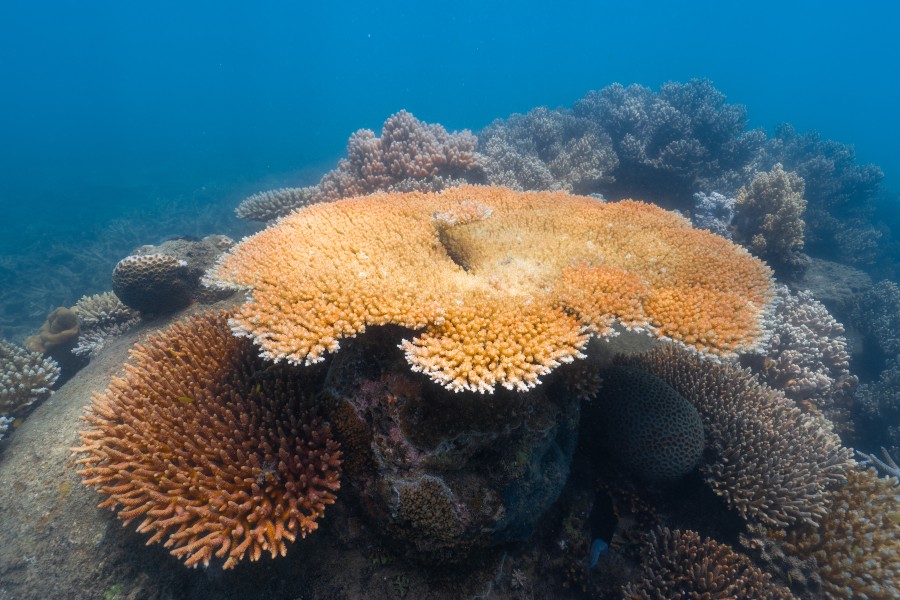 sango fossiel koraal met magnesium en calcium